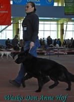 Vasco Don Kairos male German Shepherd Dog