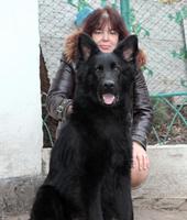 черная немецкая овчарка купить щенка в питомнике Дон Кайрос