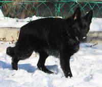 Black German shepherd dog Don Kairos